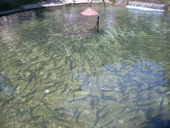 Resize of DSCN0565.JPG