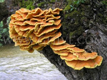 Laetiporus sulfureus - sumsko pile.jpg