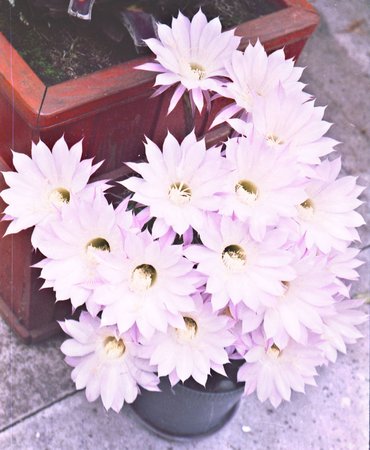 Echinopsi sp.jpg