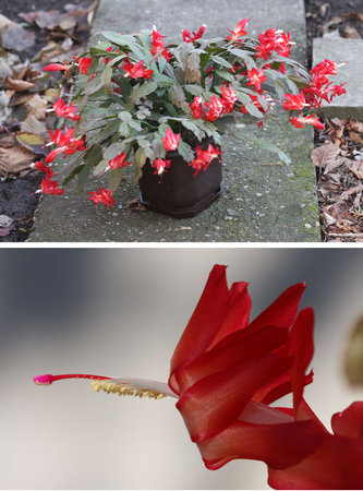 Schlumbergera truncata.jpg