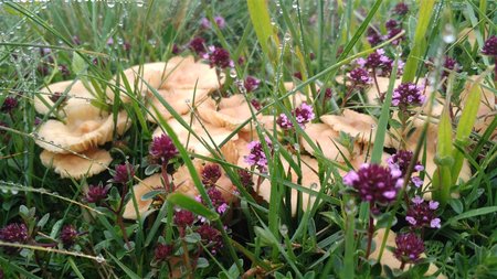 IMG_20160613_115053 (1024 x 576).jpg